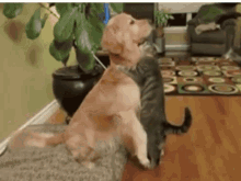 images Dog And Cat Hug Gif tenor