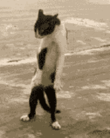 pics Dancing Cat Meme Gif Transparent tenor