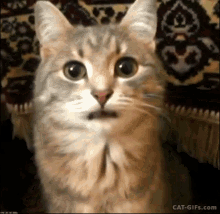 pix Funny Sticking Tongue Out Gif tenor