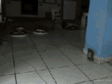 Cat Sneak Attack Gifs Tenor