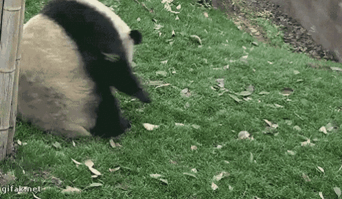 Oso Panda Gifs Tenor
