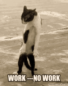 Cat Monday Gifs Tenor