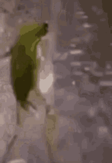 Sapo Gifs Tenor