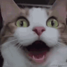 Happy Cat Gif Happy Cat Excited Discover Share Gifs