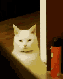picture Cat Staring Meme Gif cat staring gifs tenor