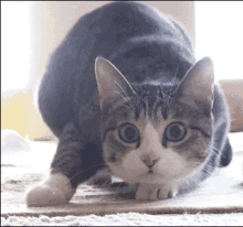 Funny Cat Dance Gifs Tenor