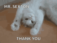 pics Thank You Gif Cute Animal thank you animals gifs tenor