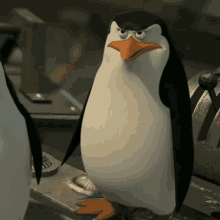 Noah's ark elefant penguin inbreeding meme template. Penguins Of Madagascar Gifs Tenor