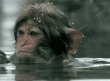 Swimming Ape Gifs Tenor