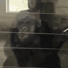 Ape Smoking Gifs Tenor