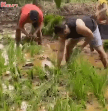 picture Indian Farmer Cartoon Gif farming gifs tenor