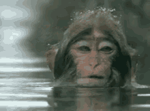 Monkey Bath Gifs Tenor