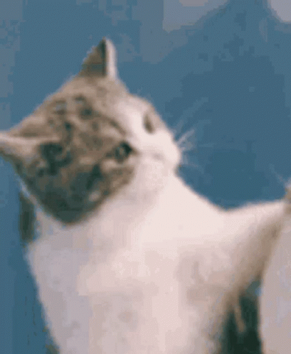 With tenor, maker of gif keyboard, add popular funny profile pic animated gifs to your conversations. Pfp Gif Pfp Discover Share Gifs