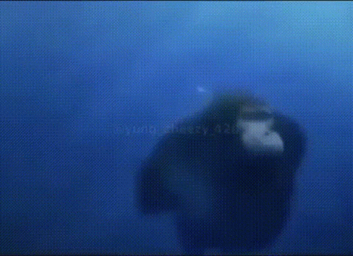 Monke Swimming Gif Monke Swimming Discover Share Gifs