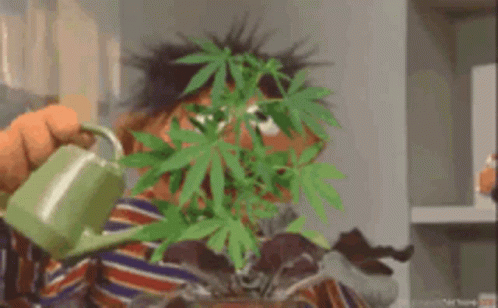 pic Weed Gif tenor
