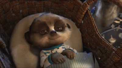 Oleg Meerkat Gif Oleg Meerkat Baby Discover Share Gifs