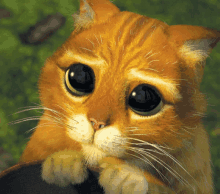 picture Cat Puppy Eyes Gif tenor