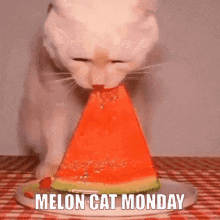 Cat Monday Gifs Tenor