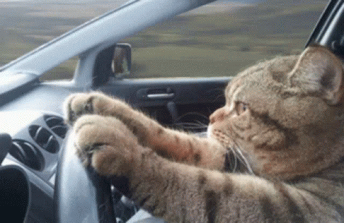 Happy Cat Gif Happy Cat Discover Share Gifs