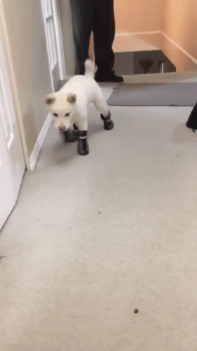 Diabetes patients can have nerve damage and become unaware of injury because they don't feel any pain when they step on things such as. Dog Shoes Gif Dog Shoes Discover Share Gifs