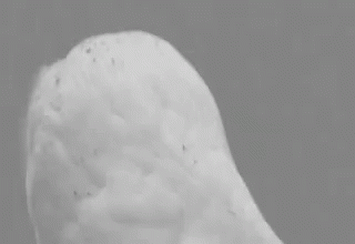 Owl Spinning Head Gifs Tenor