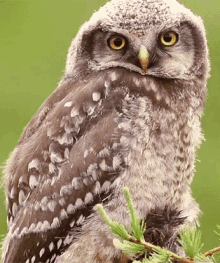 Owl Walking Gifs Tenor