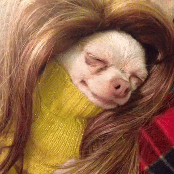 pix Dog With Blonde Wig Meme tenor
