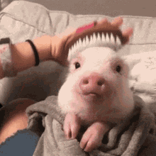pix Piggy Gif Cute cute pig gifs tenor