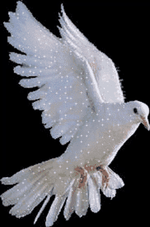 picture Dove Animated Flying Bird Gif Transparent white dove gifs tenor