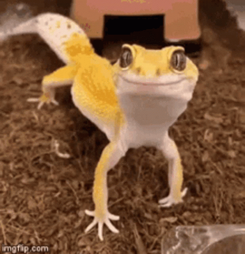 Lizard Animal Gifs Tenor