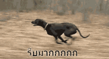 wallpapers Pixel Running Dog Gif run dog gifs tenor