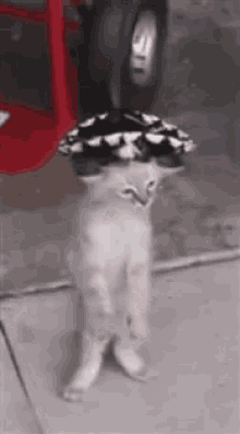 picture Cat Dancing Meme Gif Transparent dancing cat gifs tenor