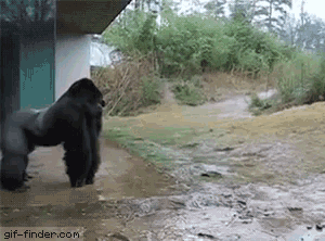 Gorilla Monkey Gif Gorilla Monkey Rain Discover Share Gifs