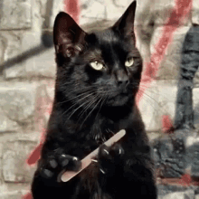 images Satanic Cat Pfp devil cat gifs tenor