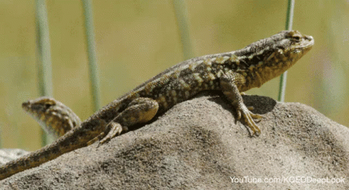 Reptile Attack Gifs Tenor