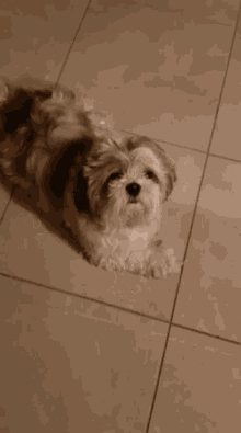 wallpapers Cute Dog Wagging Tail Gif happy dog wagging tail gifs tenor