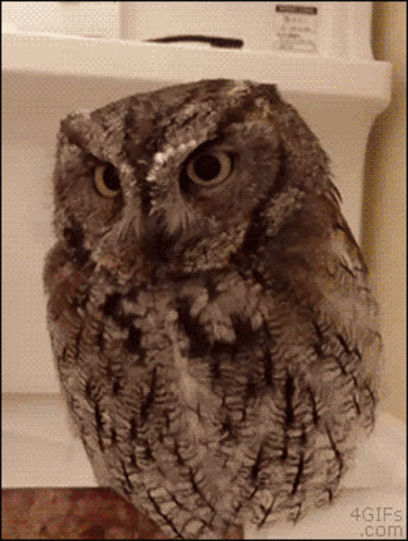 Silly Owl Gifs Tenor