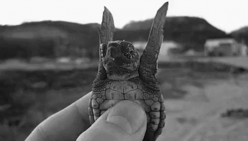 Tortue Turtle Gif Tortue Turtle Baby Discover Share Gifs