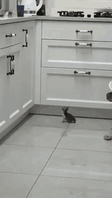 Jumping Cat Gifs Tenor