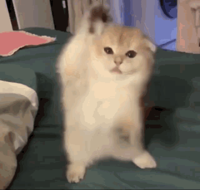 Kitty Dance Gifs Tenor