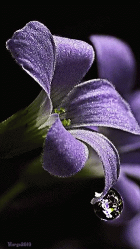 Find over 100+ of the best free dew drops on flower images. Flower Dew Gif Flower Dew Glitter Discover Share Gifs