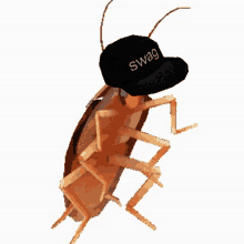 picture Joes Apartment Dancing Cockroach Gif cockroach gifs tenor