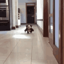 pix Fast Running Dog Gif dog running gifs tenor