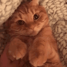 Ginger Cat Gifs Tenor