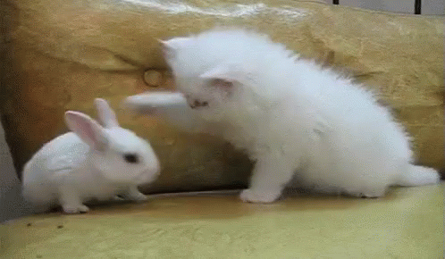 Lol Gif Easter Happyeaster Easterbunny Discover Share Gifs