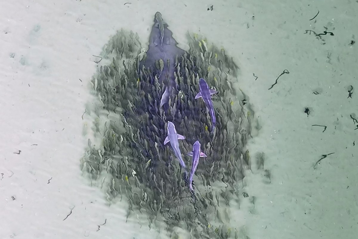 Rare Whitespotted Wedgefish Leading a School of Fish | Drone Footage (2026)