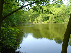 Highgate ponds