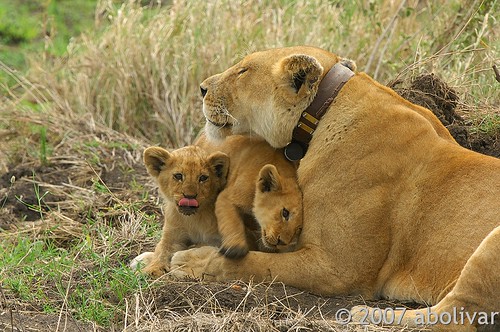Lioness and cubs cuddling serengeti np tanzania africa