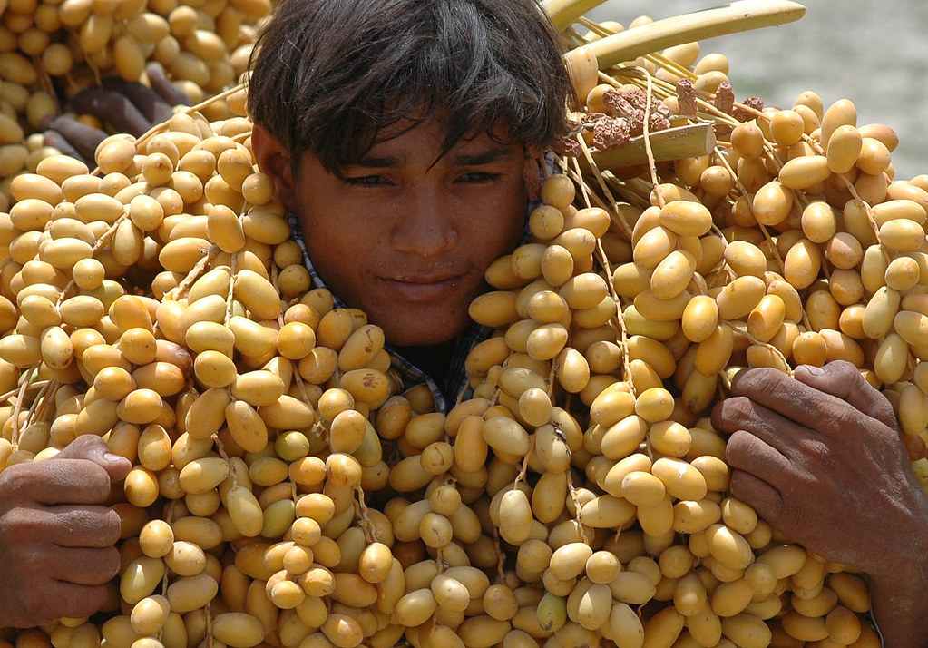 From durian to salak, discover 10 exotic fruits that are cherished around the world. DATES: THE CHIEF OF ALL FRUITS IN THE WORLD | Dates have