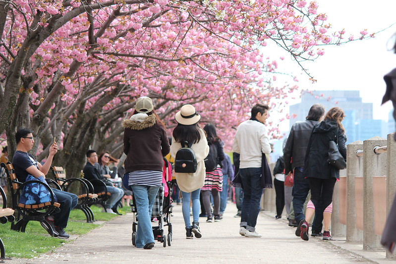 ルーズベルトアイランドの桜 | ニューヨークお散歩通信 ルーズベルトアイランドの桜 | ニューヨークお散歩通信